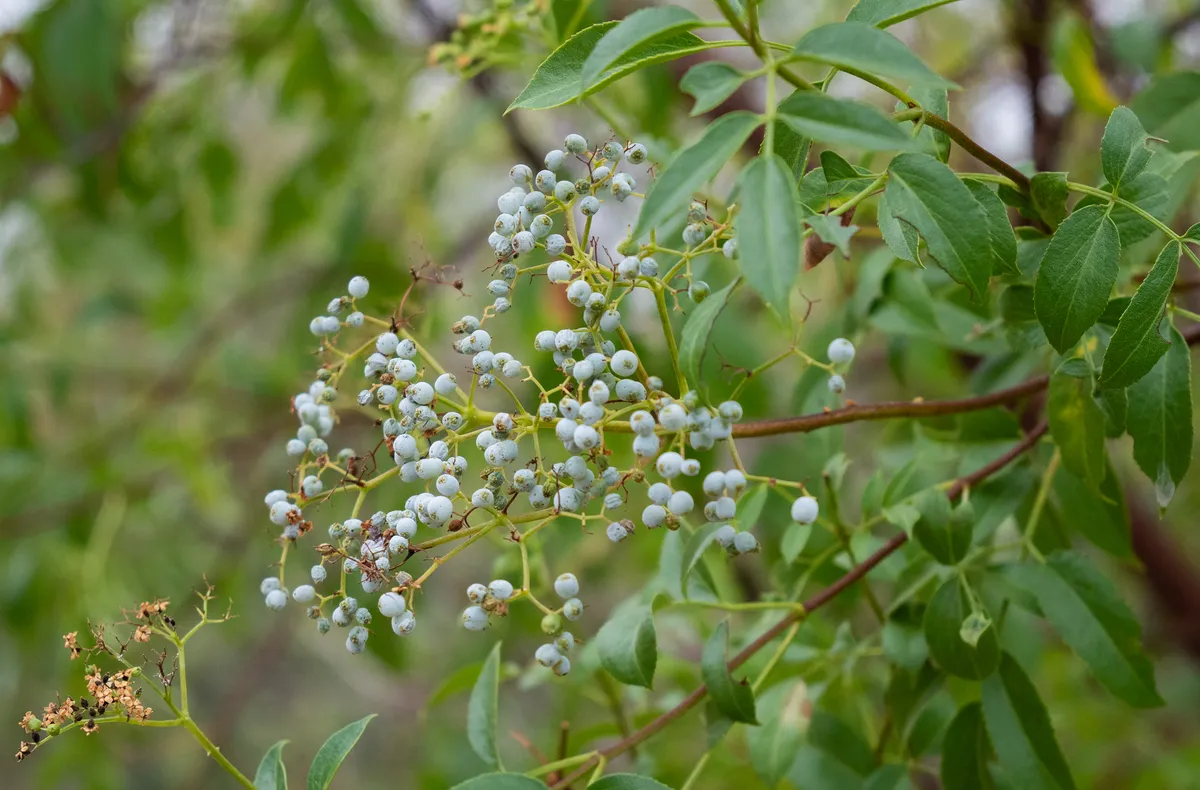 Blue Elder