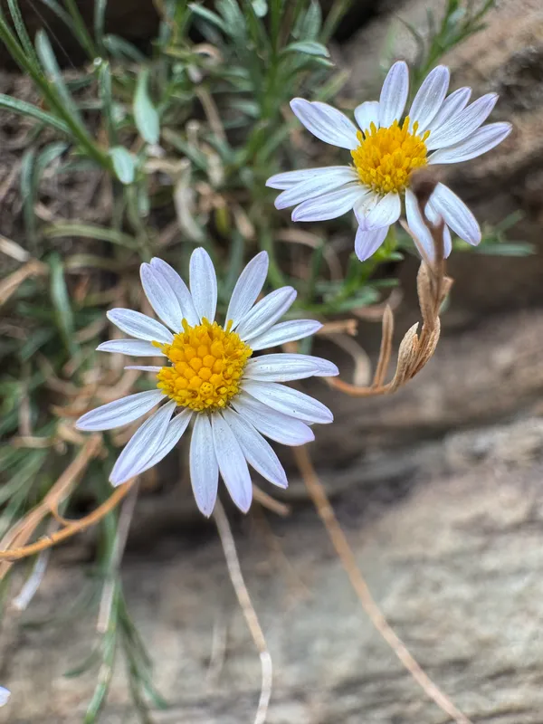 Fleabanes And Horseweeds