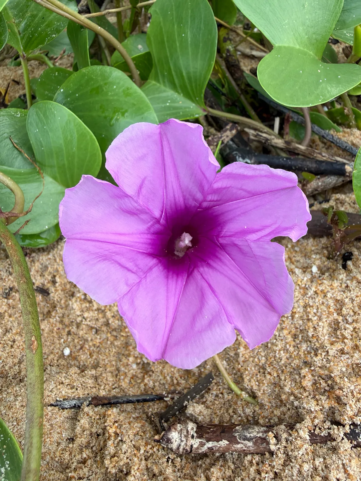 Beach Morning Glory