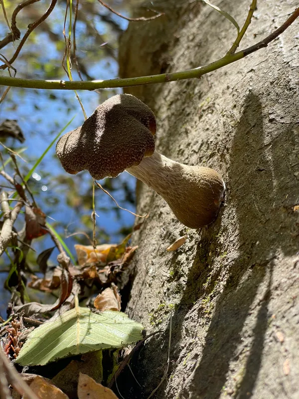Honey Mushrooms