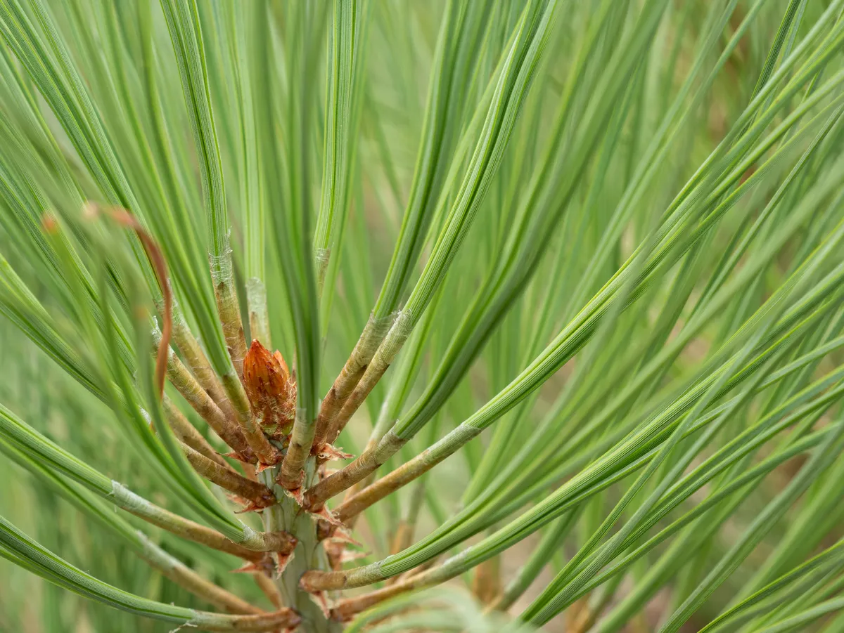 Torrey Pine