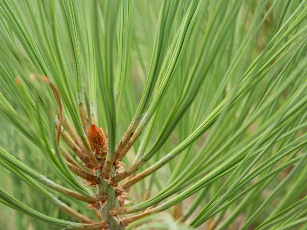 Torrey Pine
