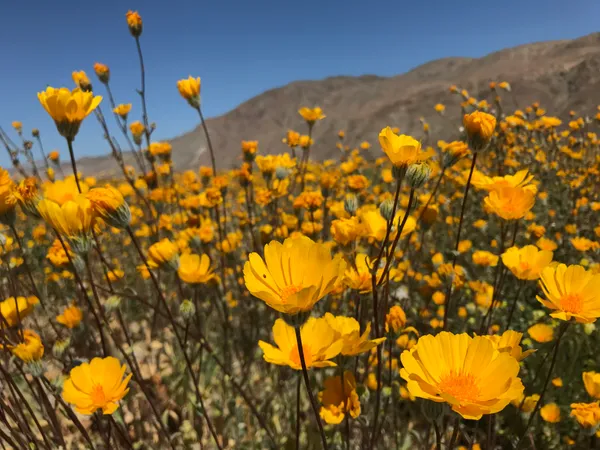 Desert Sunflower
