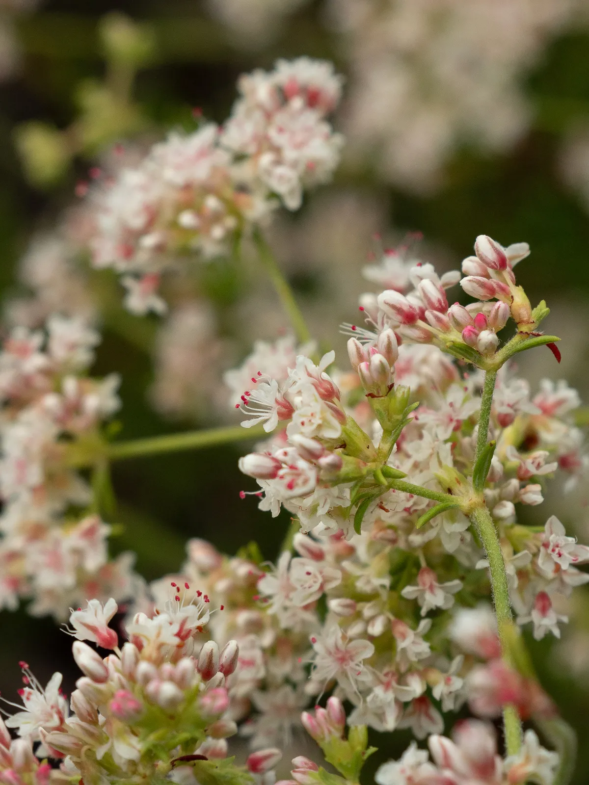 California Buckwheat