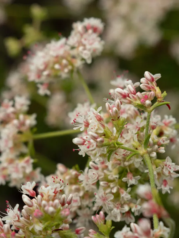 California Buckwheat