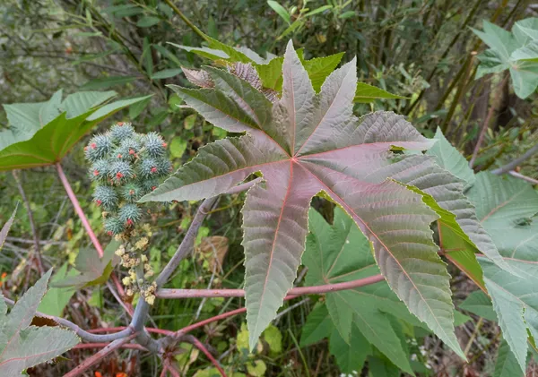 Castor Bean