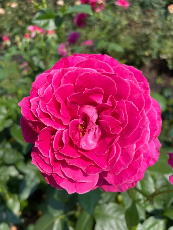 Roses
