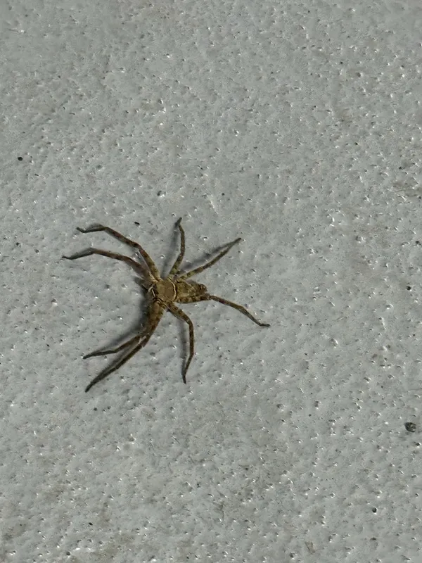 Pantropical Huntsman Spider