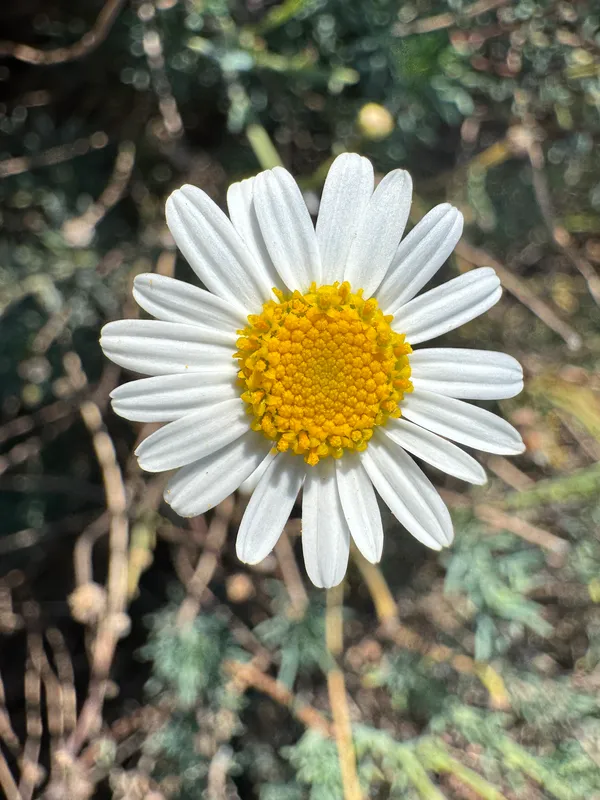 Argyranthemum