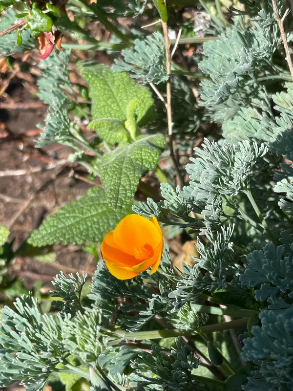 California Poppy