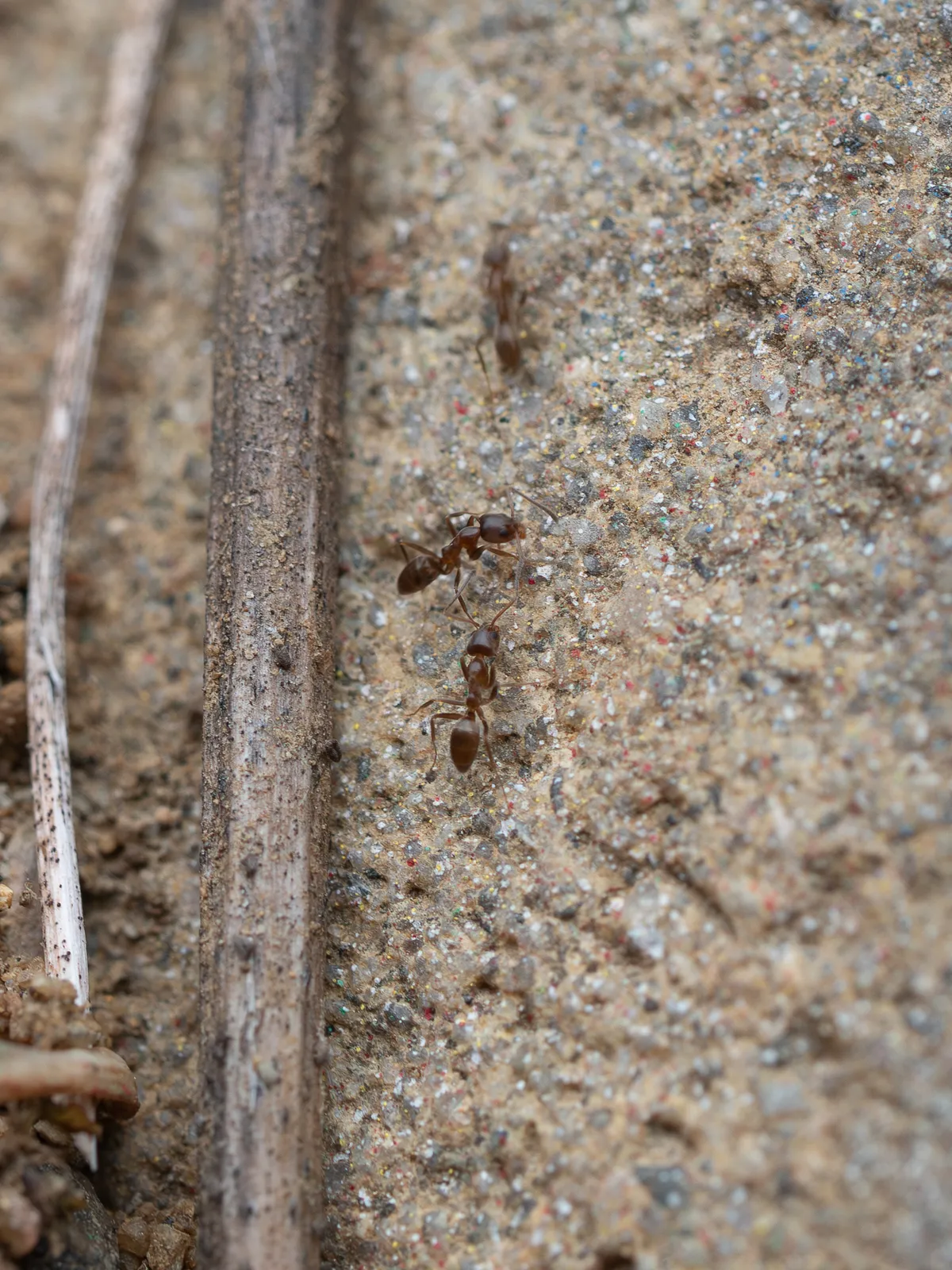 Linepithema