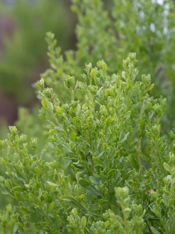 Coyote Brush