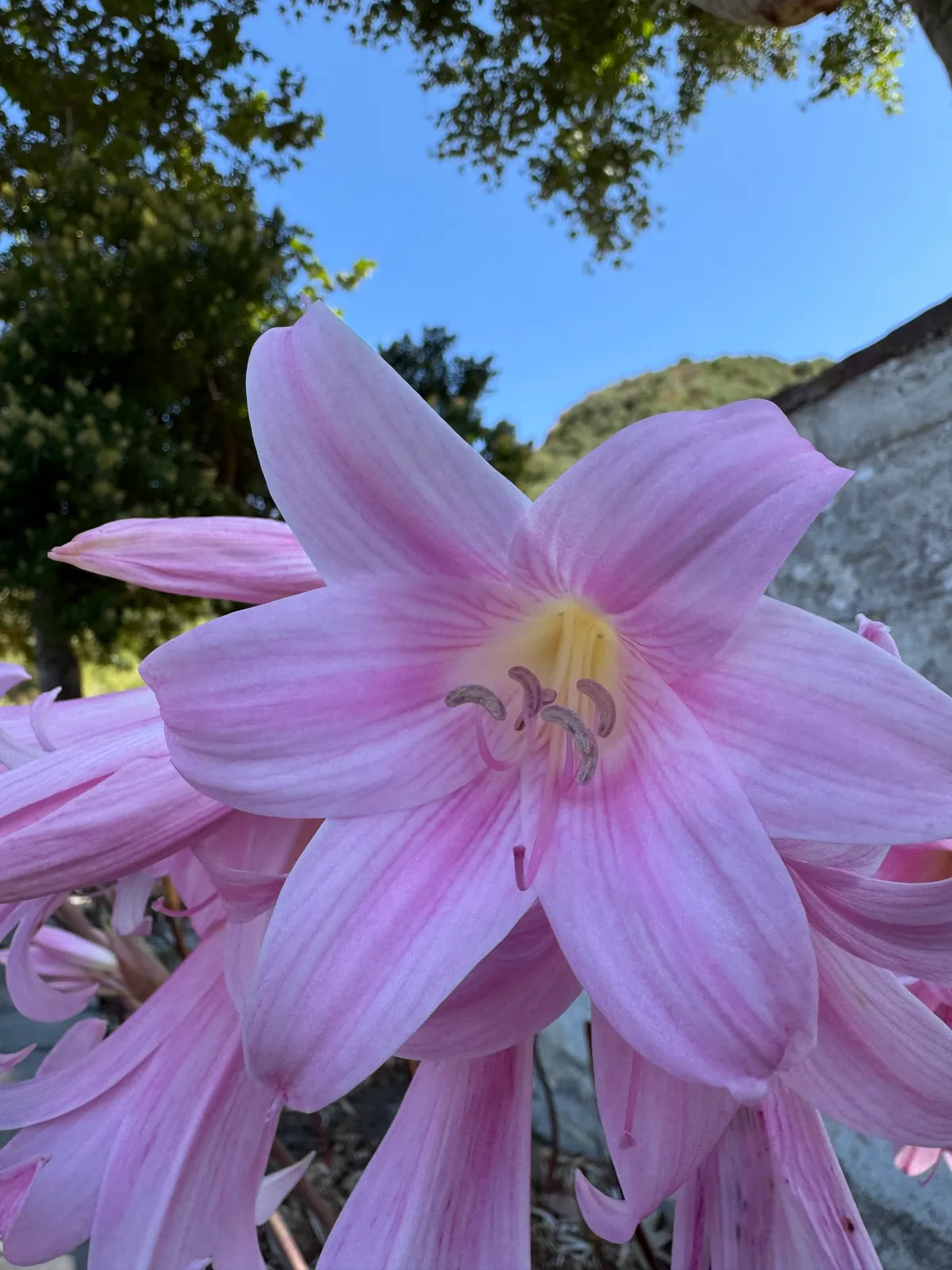 Belladonna Lily