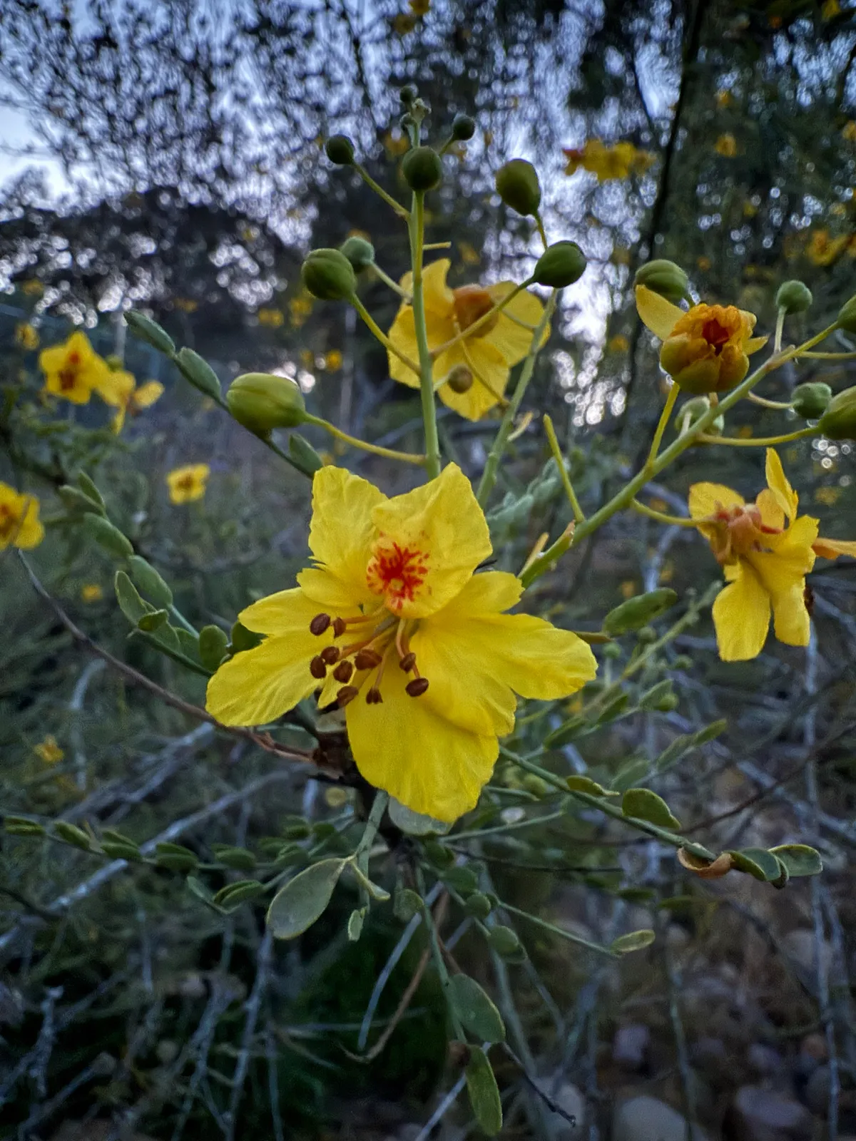 Mexican Palo Verde