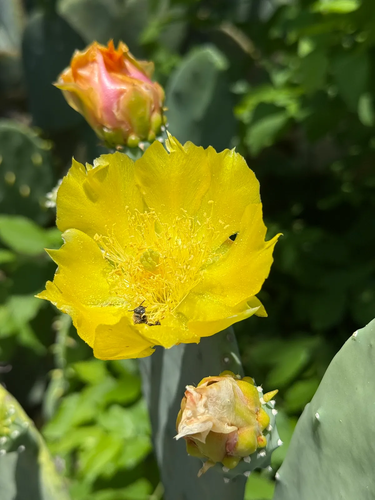 Prickly Pears