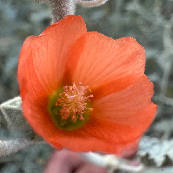 Apricot Mallow