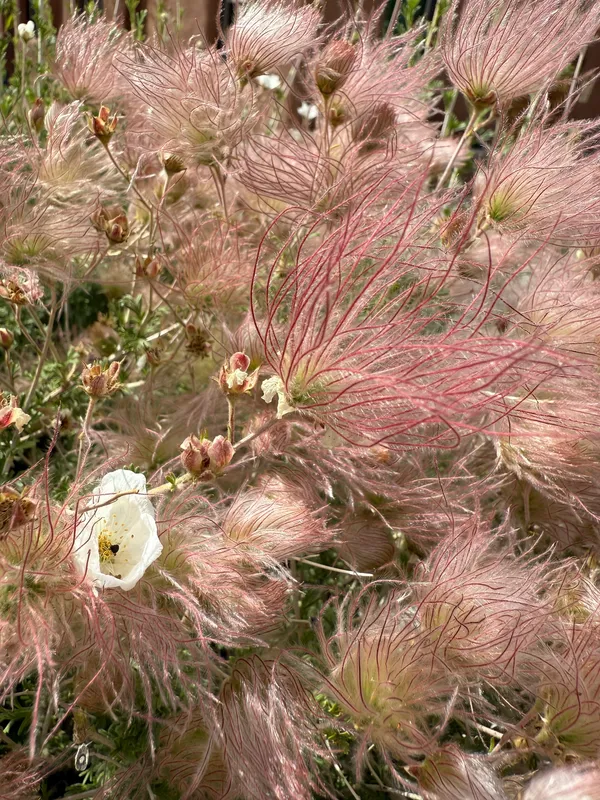 Apache Plume
