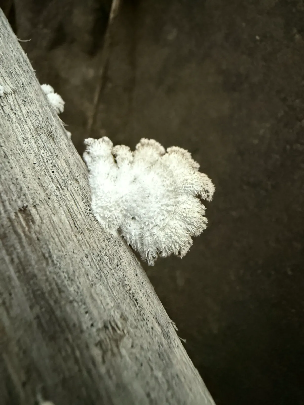 Splitgill Mushroom