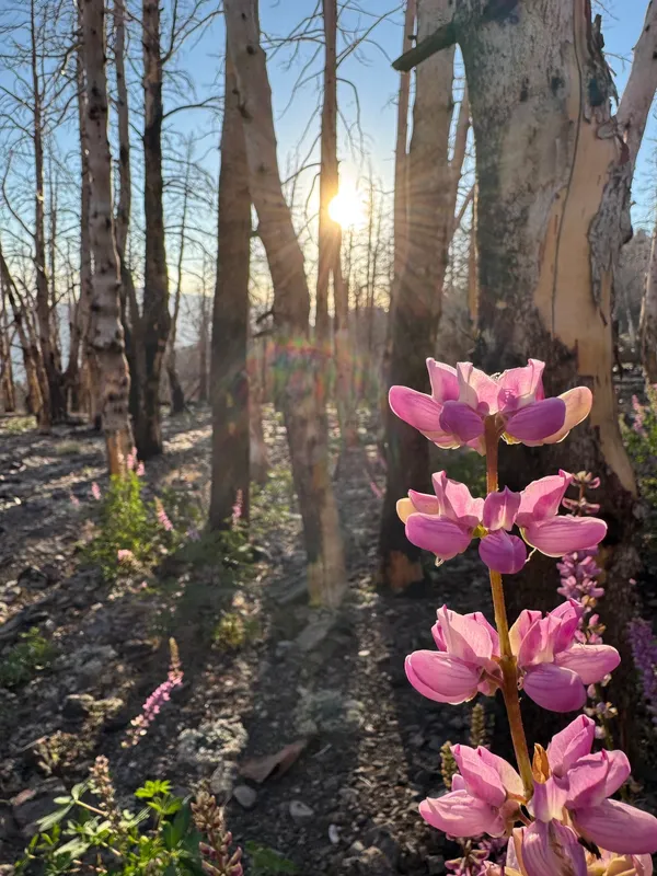 Lupines