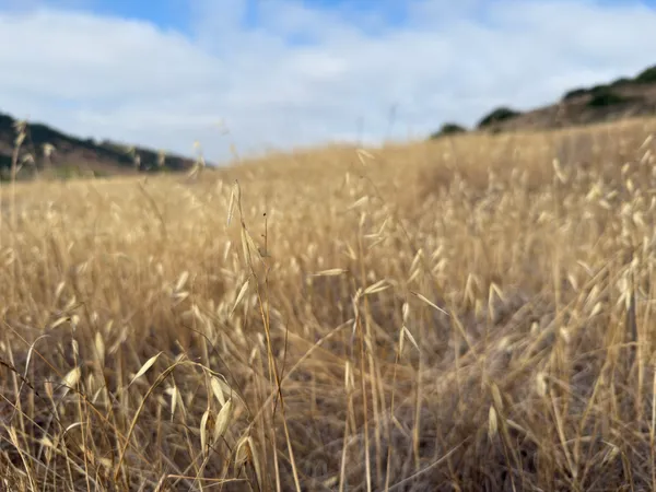 Oats