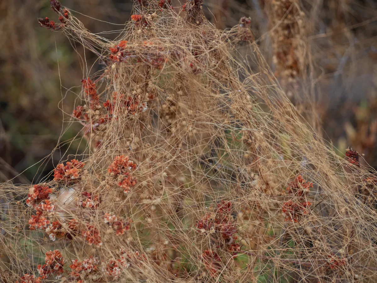 California Dodder