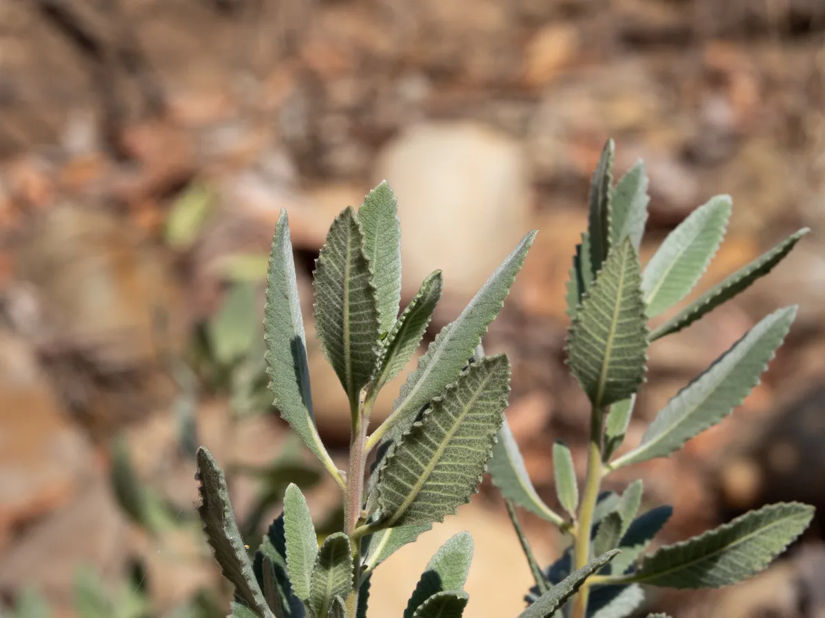 Thick Leaved Yerba Santa