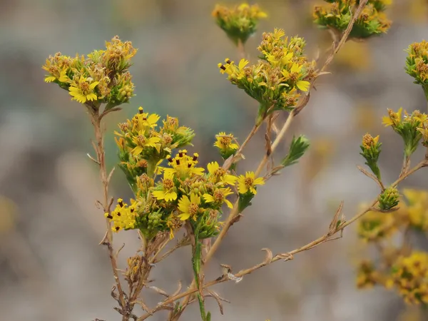 Clustered Tarweed