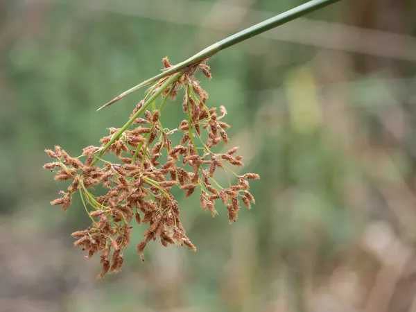 California Bulrush