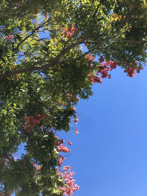 Chinese Flame Tree