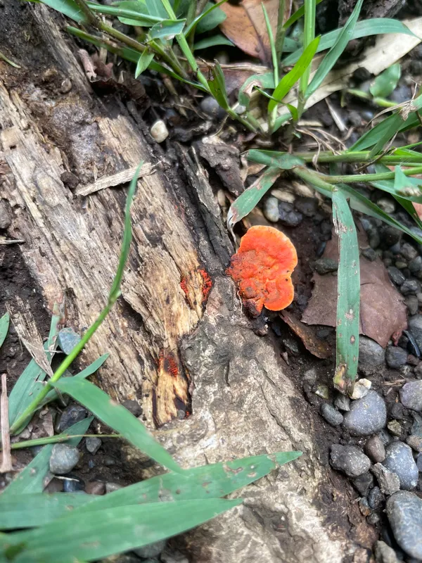 Southern Cinnabar Polypore