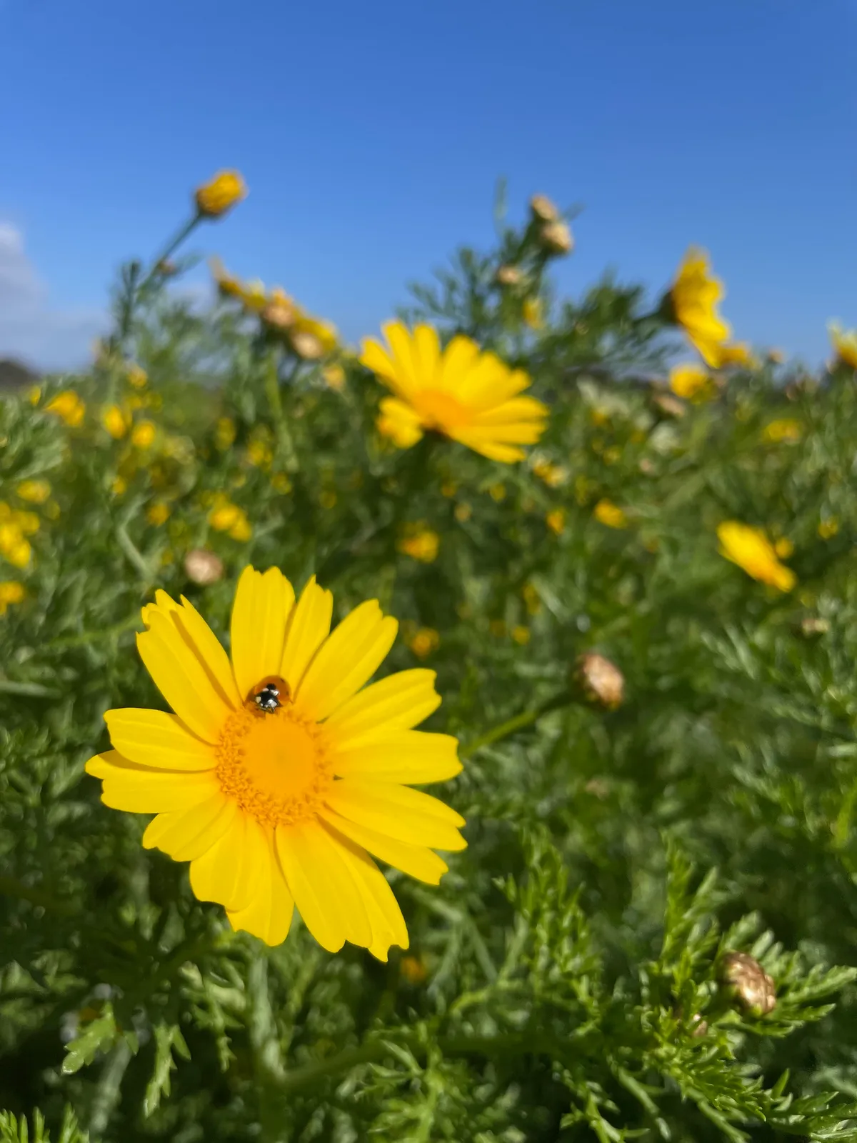 Golden Marguerite