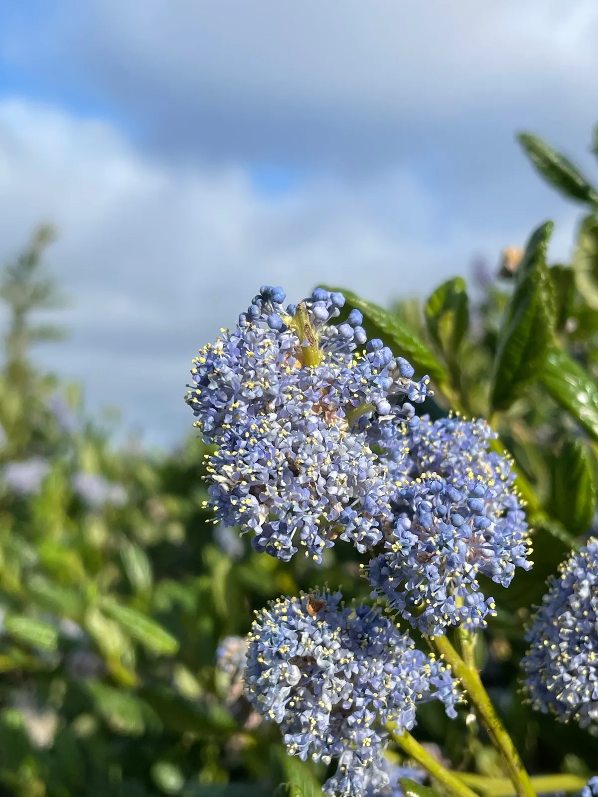 Blueblossom