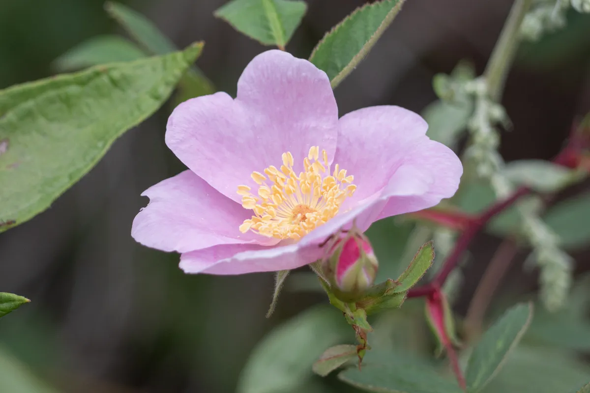 California Wild Rose