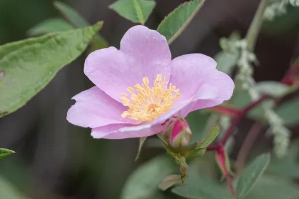California Wild Rose