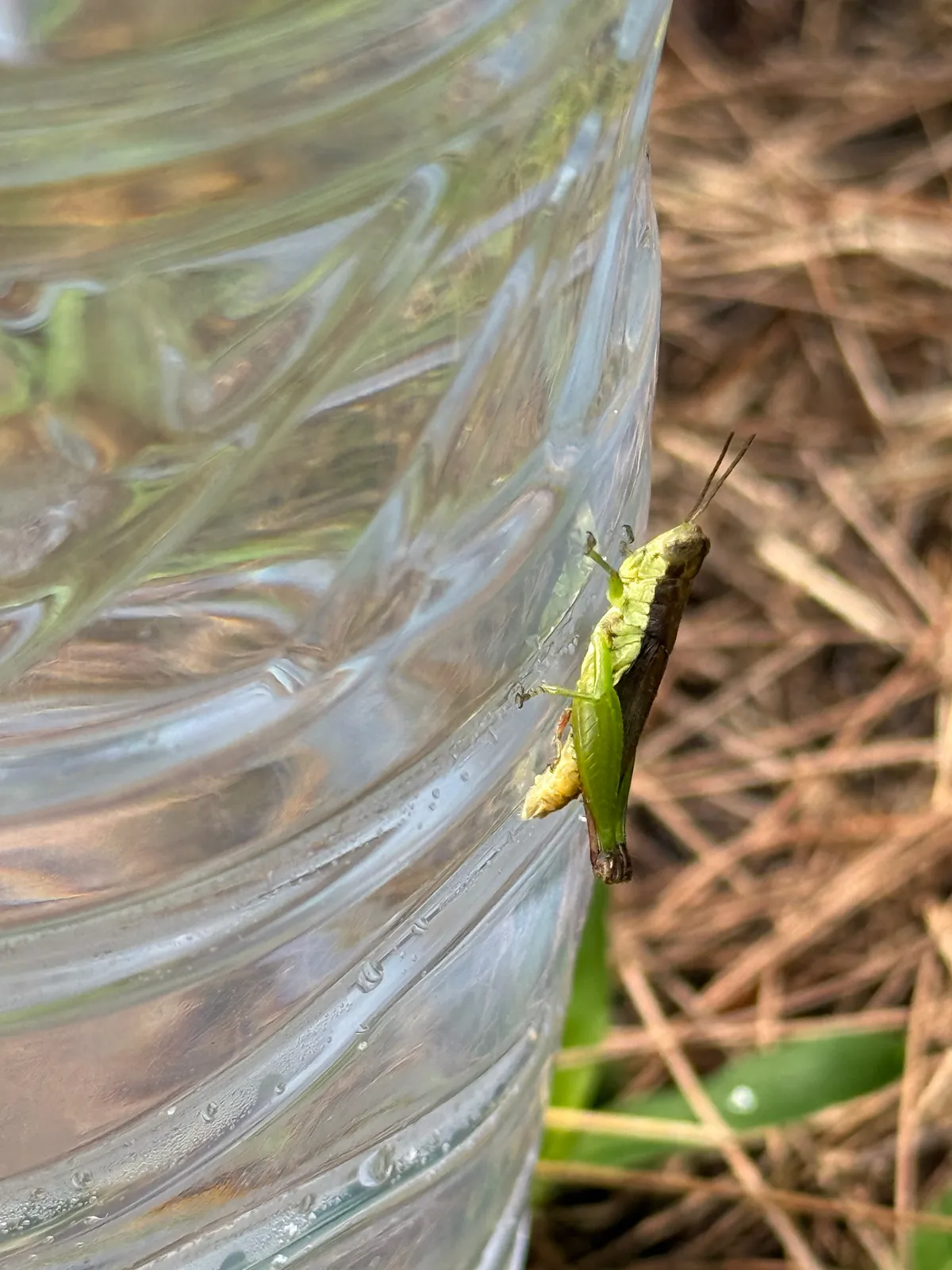 Short Winged Rice Grasshopper