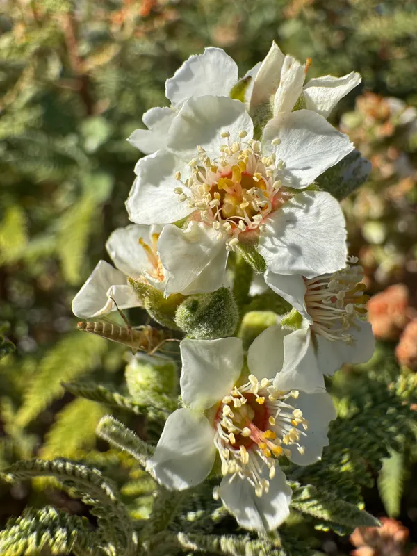 Fernbush