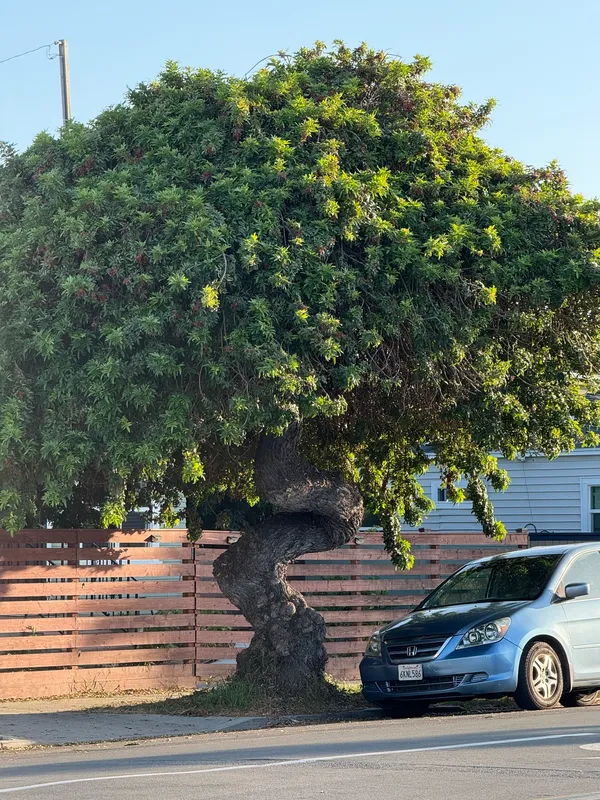 Brazilian Pepper
