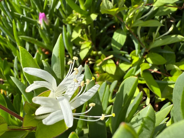 Japanese Honeysuckle