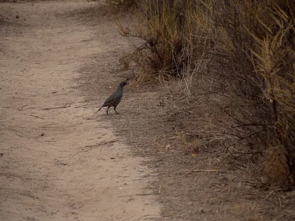 California Quail