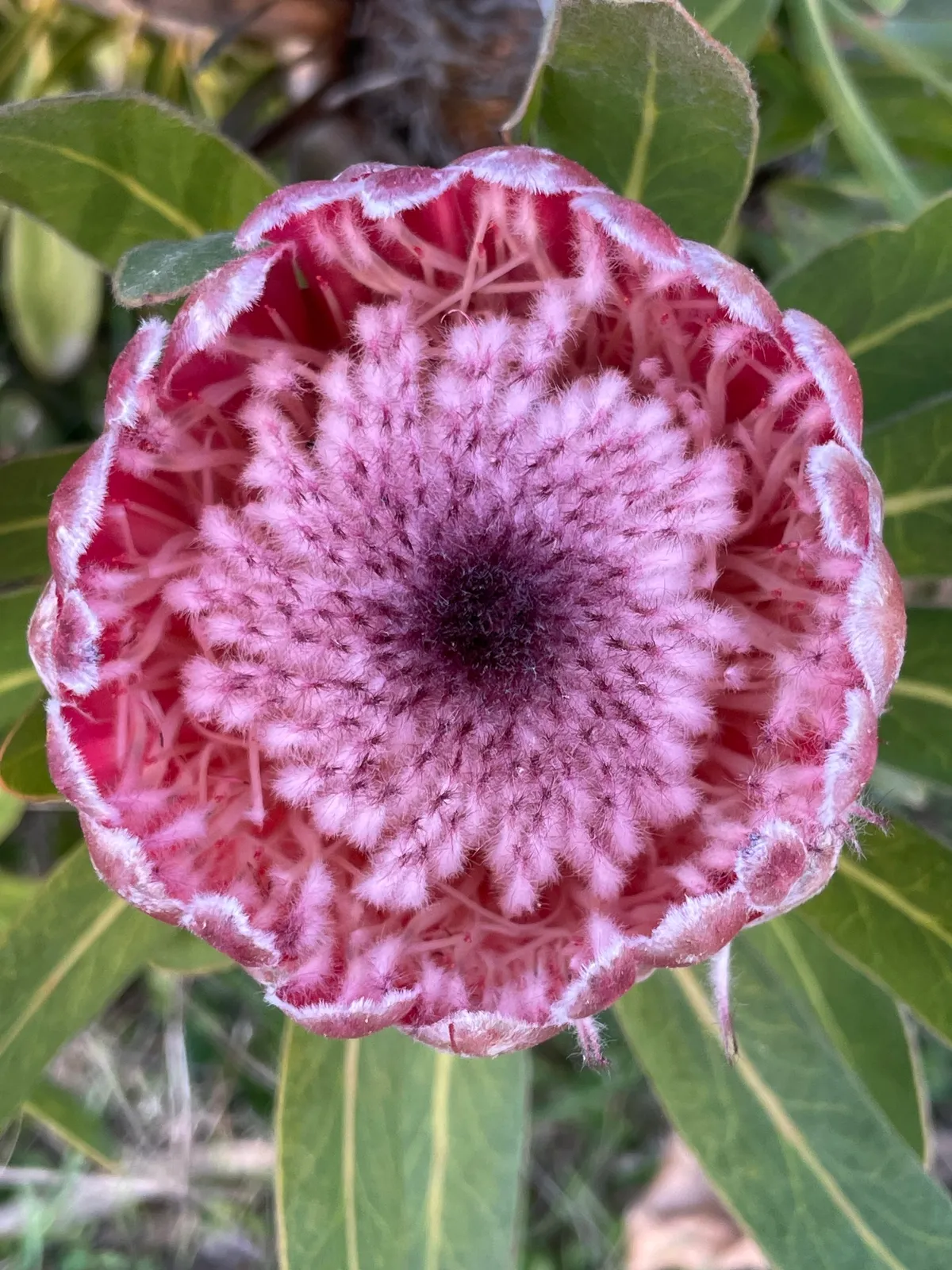 Sugarbush Hybrids