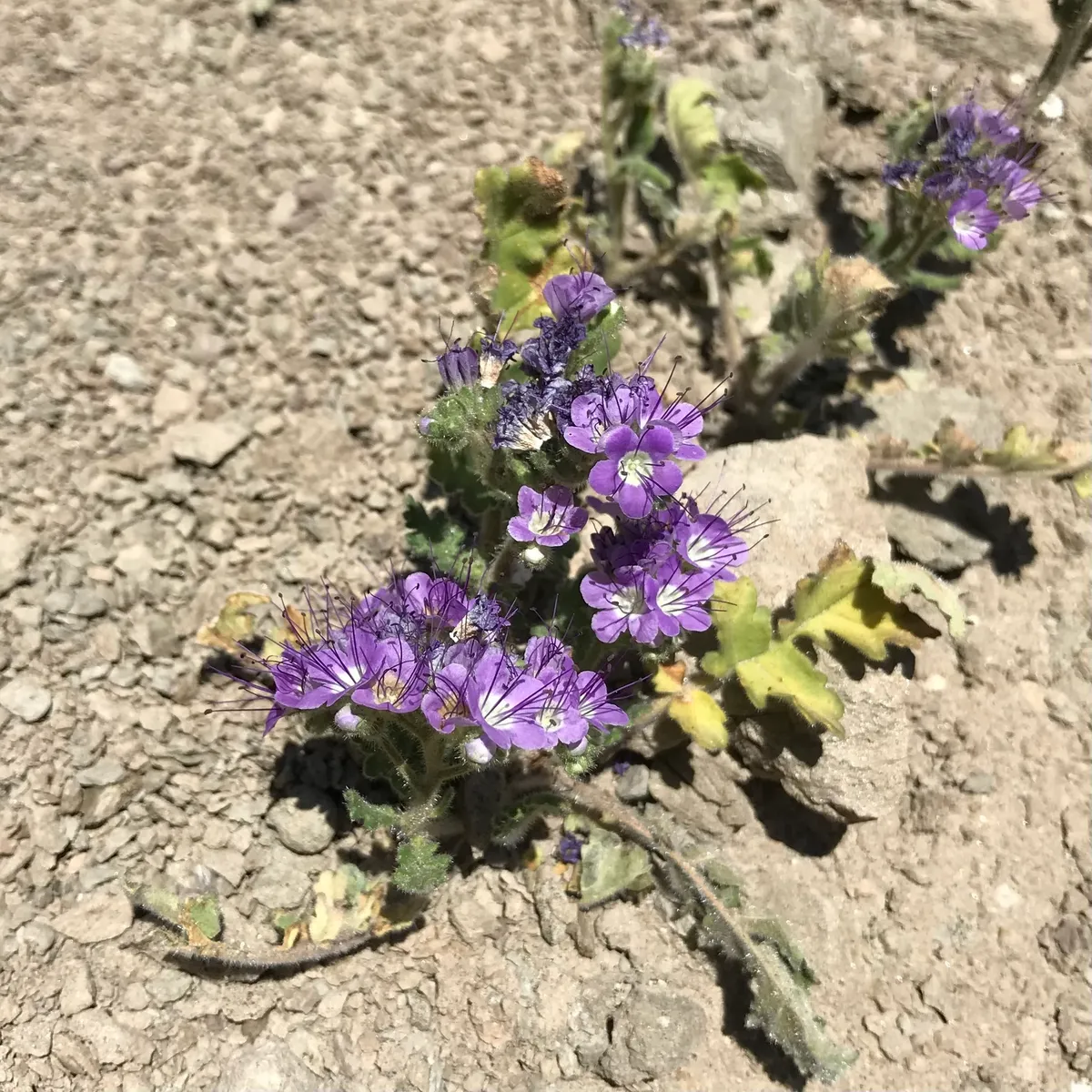 Notch Leaf Scorpionweed