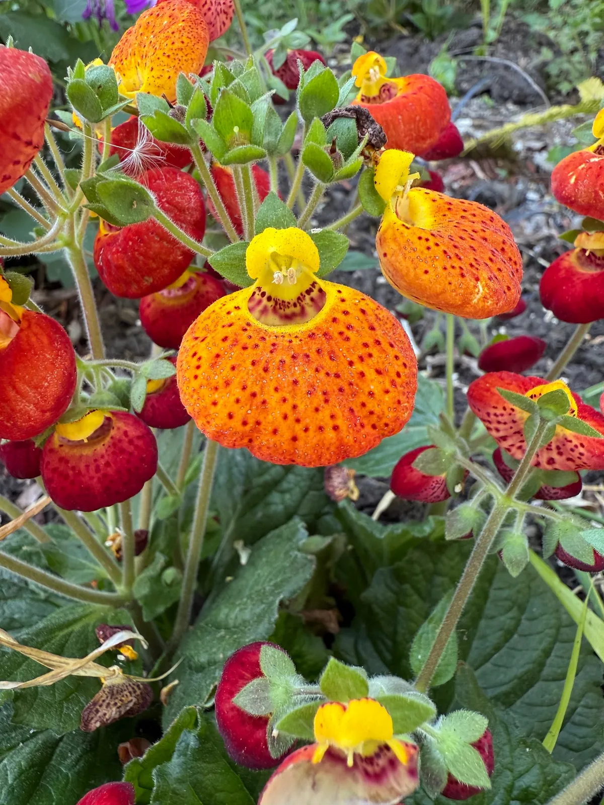 Plants