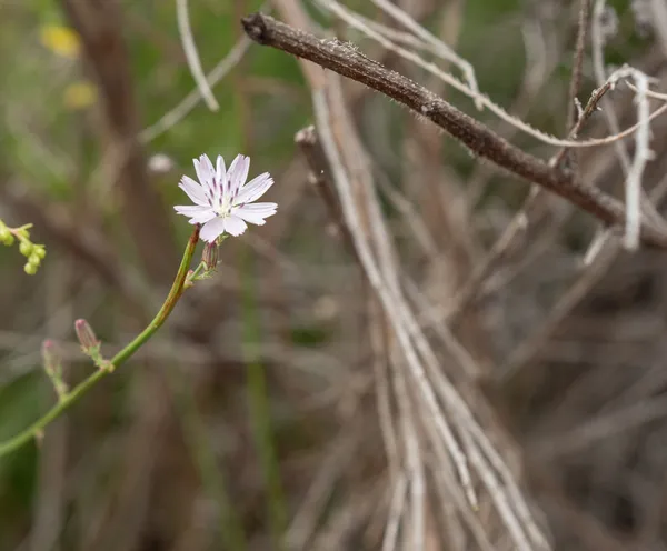 San Diego Wirelettuce