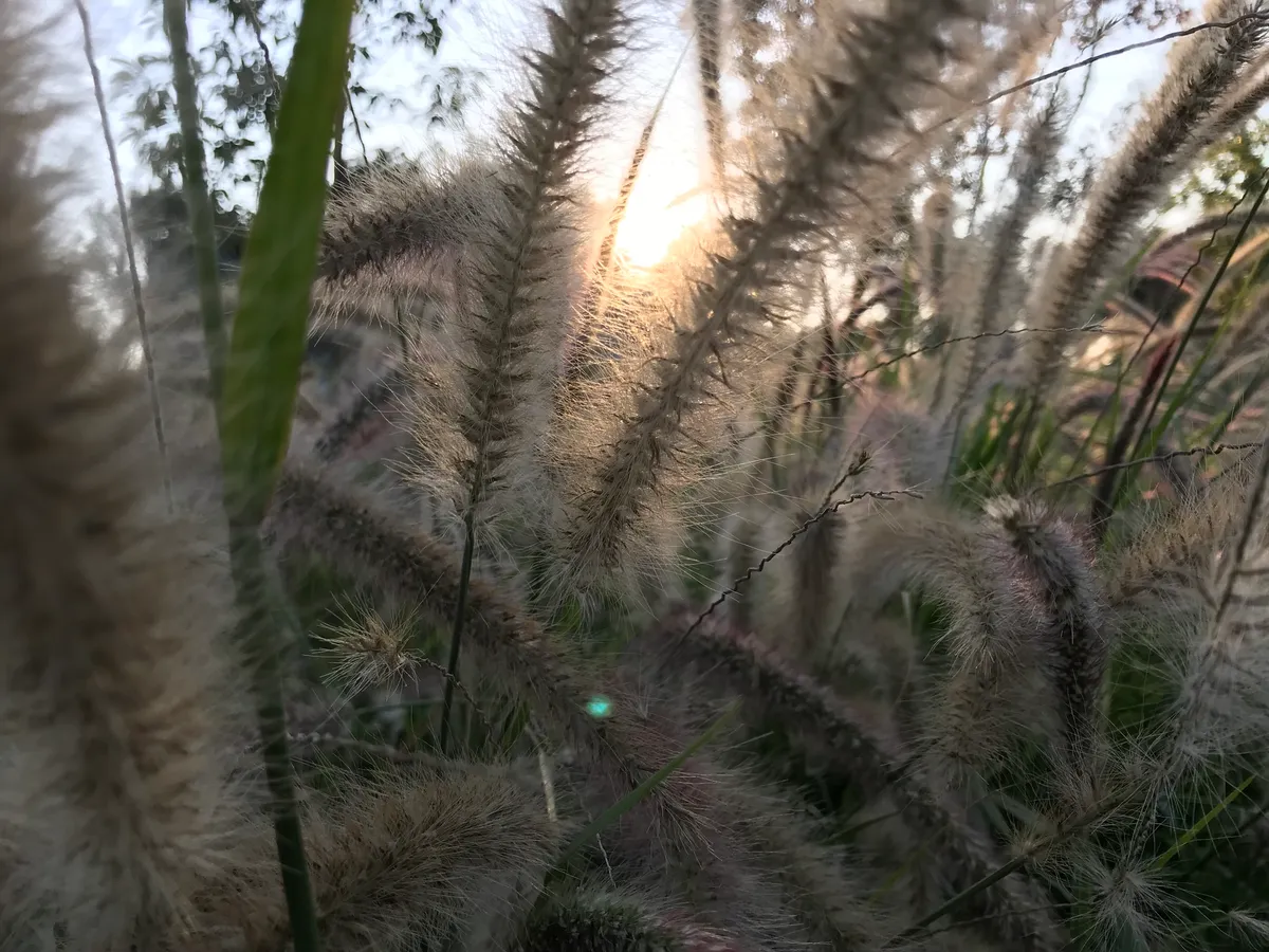 Fountain Grass