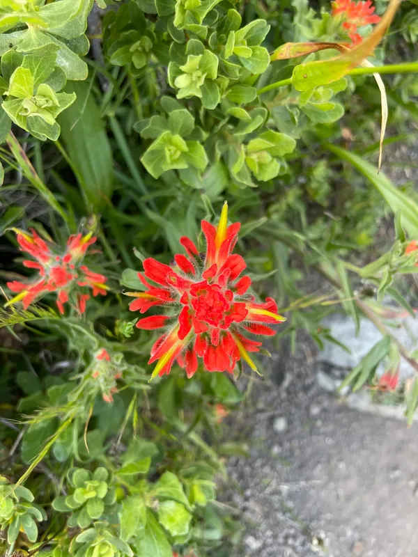 Paintbrushes