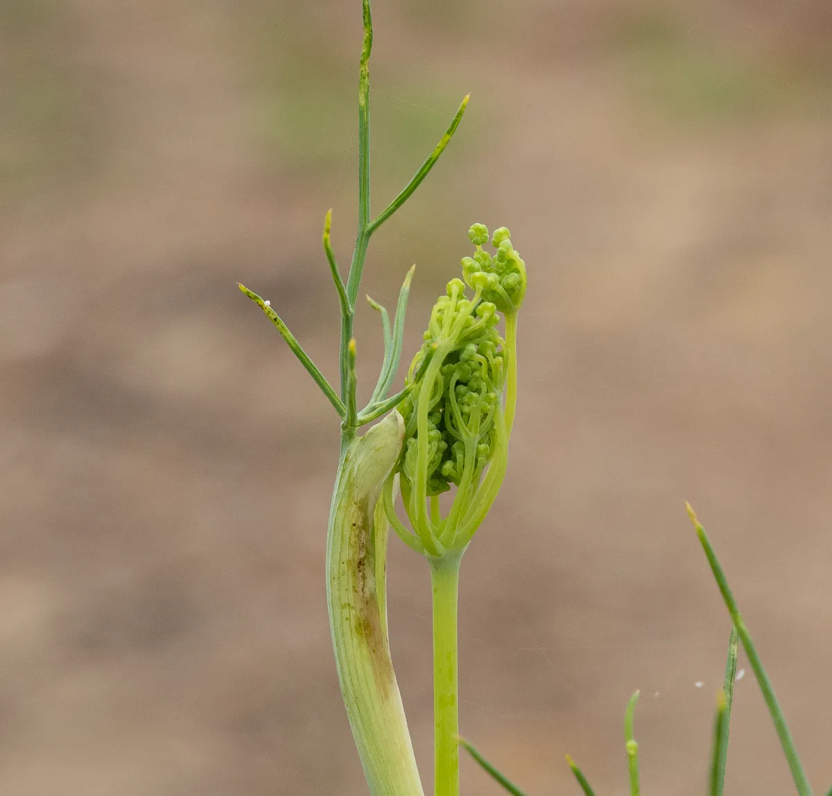 Fennel