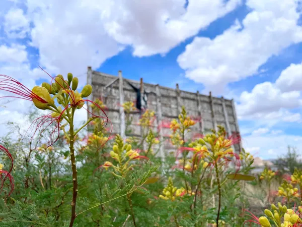 Yellow Bird Of Paradise Shrub