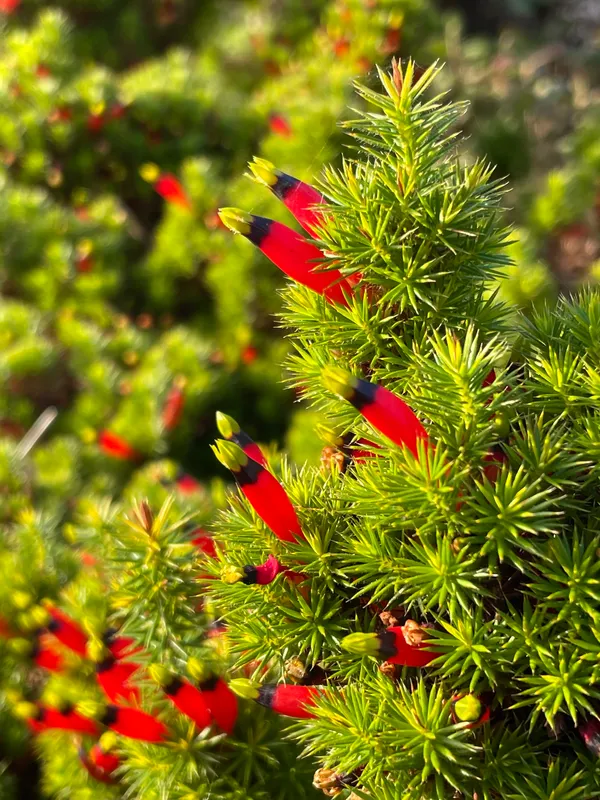 Styphelia Foliosa