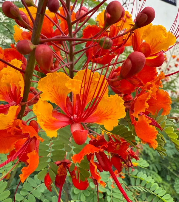 Peacock Flower