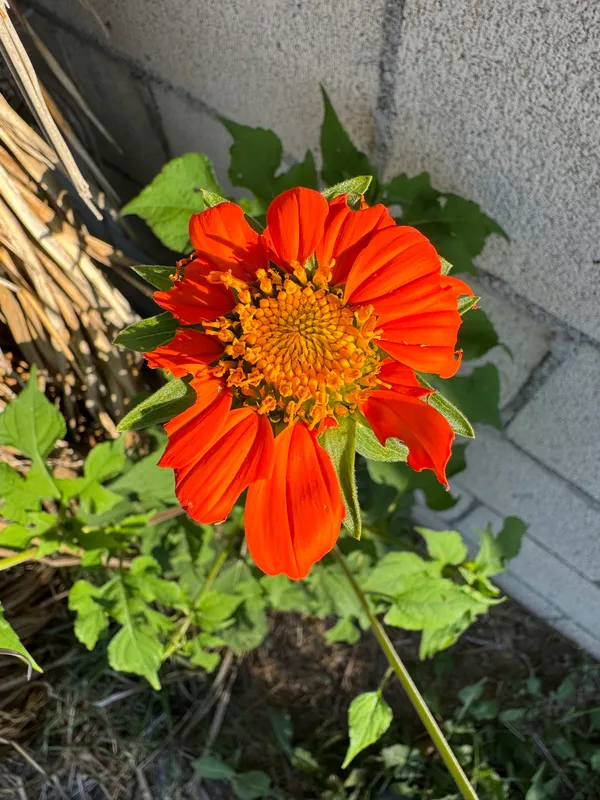 Red Sunflower